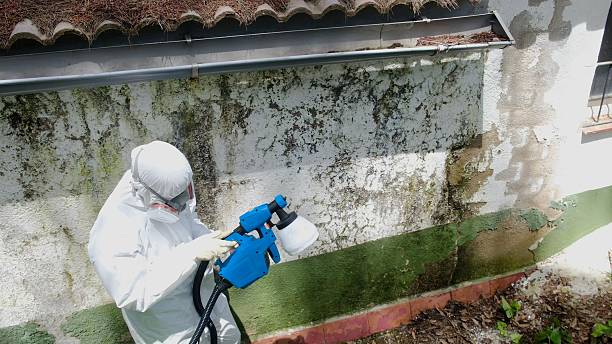 Mold Removal service in Callaway